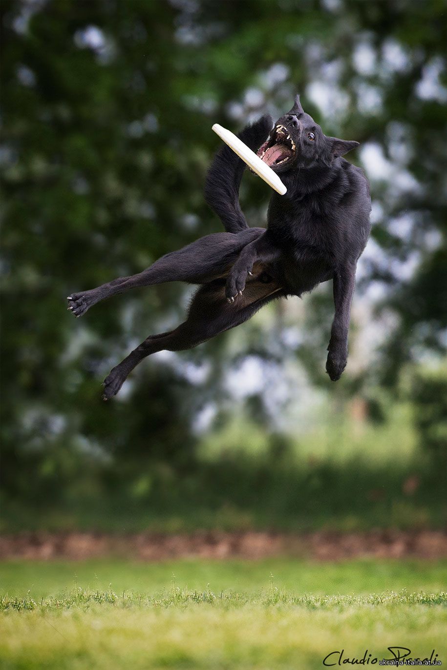 А вы знали, что собаки умеют летать? Серия фоторабот итальянского фотографа Клаудио Пикколи