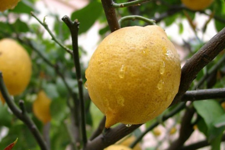 Удивительный феномен лимона