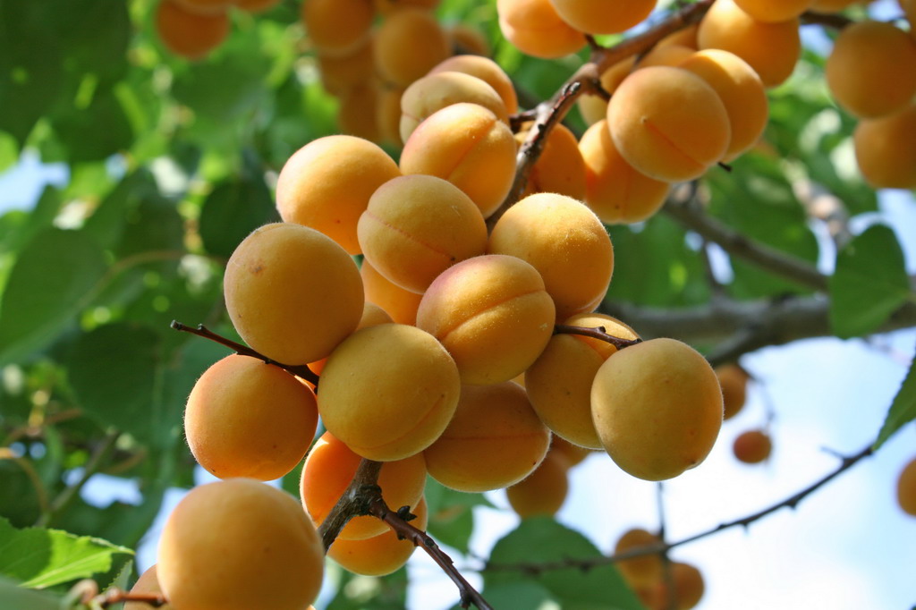 Итальянские абрикосы