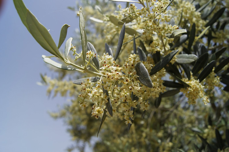 Так цветут оливковые деревя