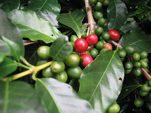 Плоды кофе на ветке